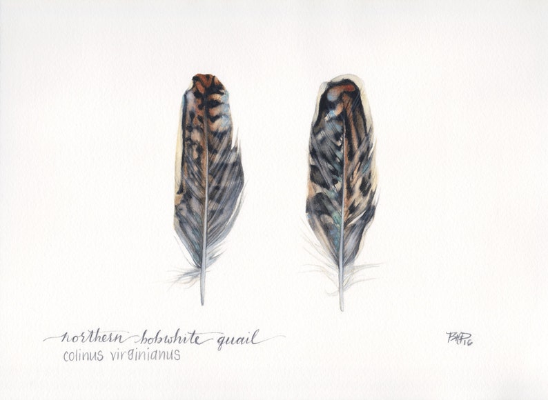 Northern bobwhite quail feathers archival print of my | Etsy