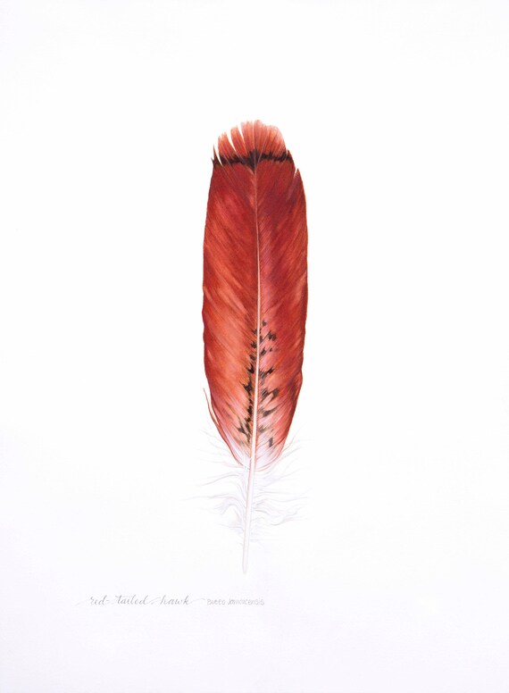 Red Tailed Hawk Feather Archival Print Of Original Etsy