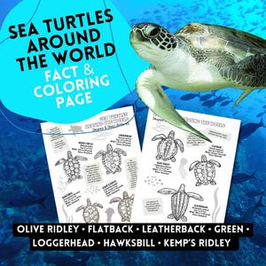 Zeeschildpadden over de hele wereld: kleurplaten en informatiebladen