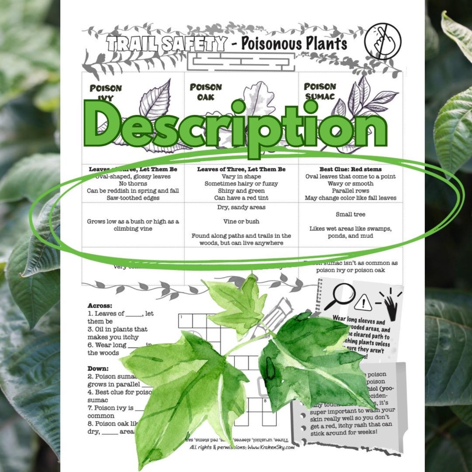 Poisonous Shrub Crossword Cluenull