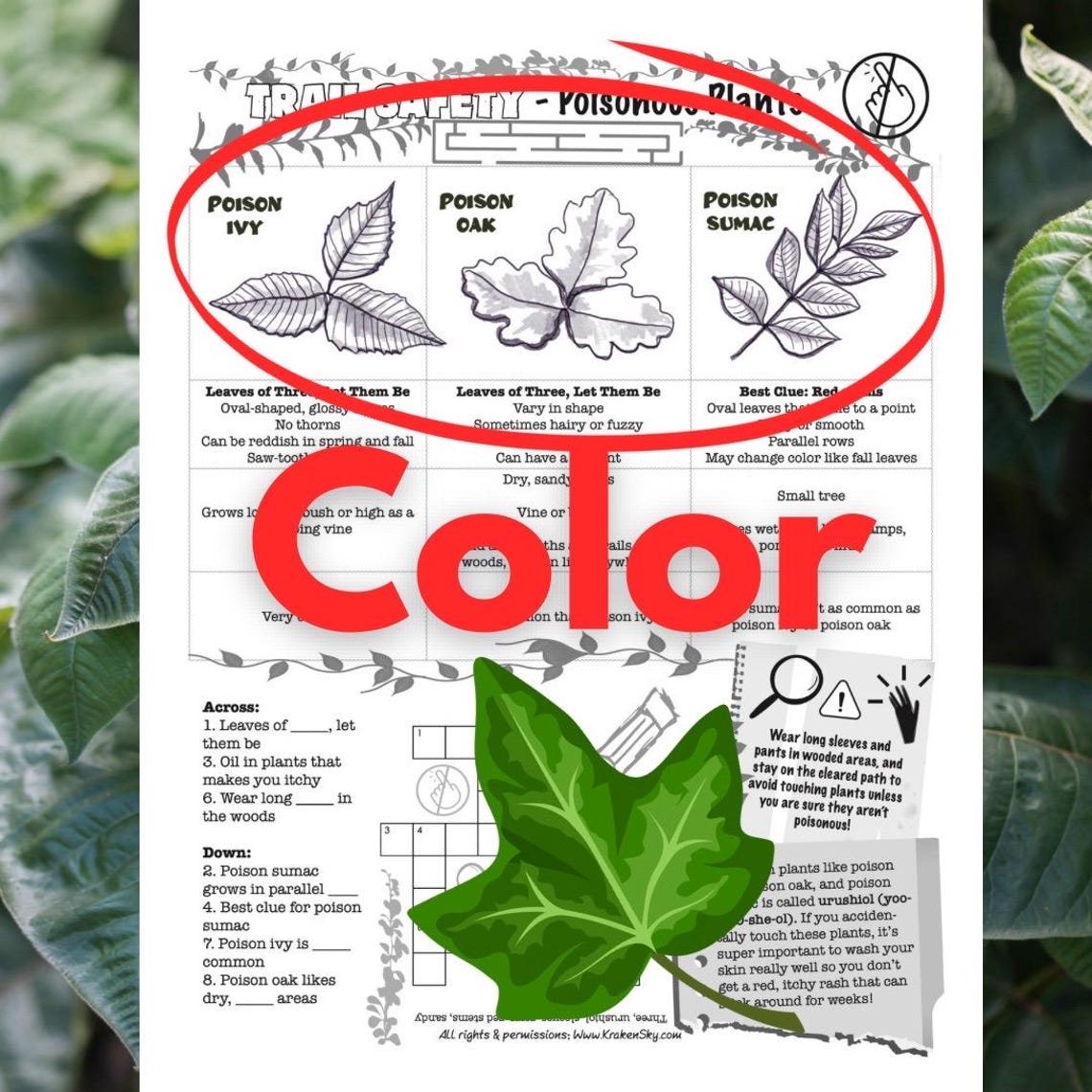 Poisonous Shrub Crossword Cluenull