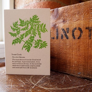 Tarjeta tipográfica con la frase "Sweet Cicely Herb" para un jardinero, cocinero, cumpleaños, simplemente porque sí, hola o tarjeta de notas, agregue un mensaje.