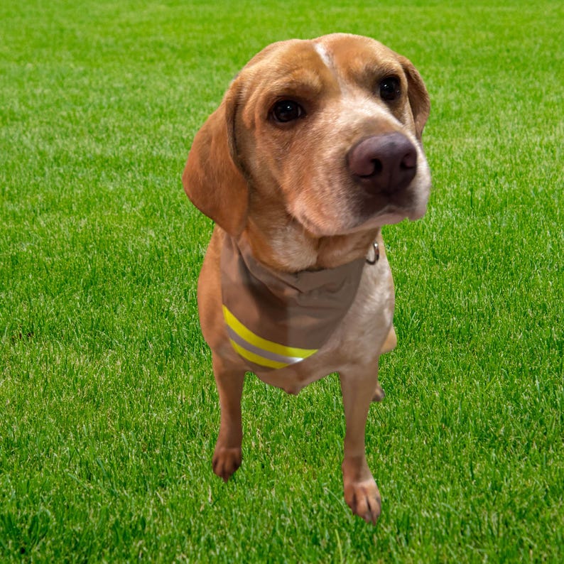 Firefighter Dog Bandana in tan fabric and neon yellow reflective tape, on a dog