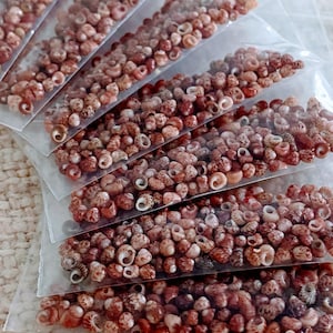 May include: Multiple small bags filled with tiny, reddish-brown seashells. The bags are stacked on top of each other, creating a layered effect.