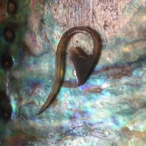 May include: A silver-colored, curved, open hoop earring with a smooth, polished finish.