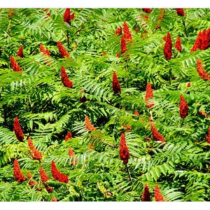 Sumac bushes note card