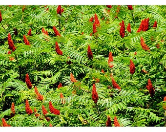 Sumac bushes note card