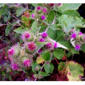 Thistle note card