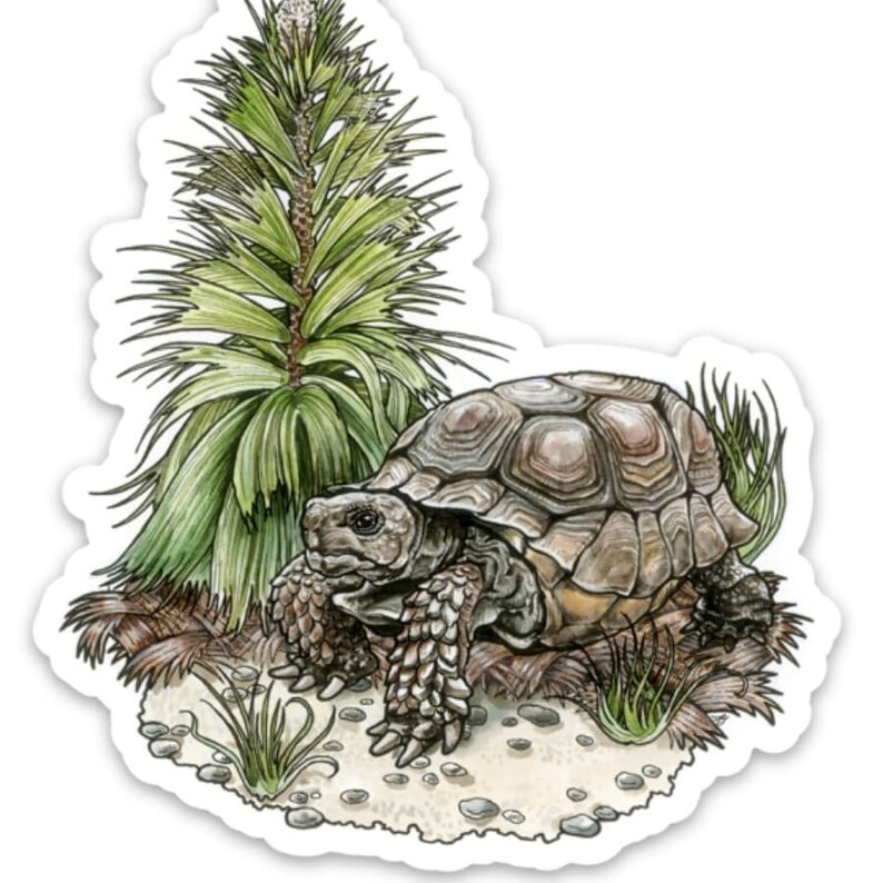 Gopher Tortoise Vinyl Sticker | Etsy