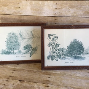 Vintage 1983 and 1986 Framed Tree Picture
