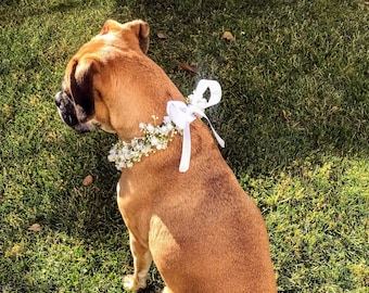 Dog Faux Baby's Breath Collar Accessory, weddings, birthdays, puppies, dogs, flower girl dog