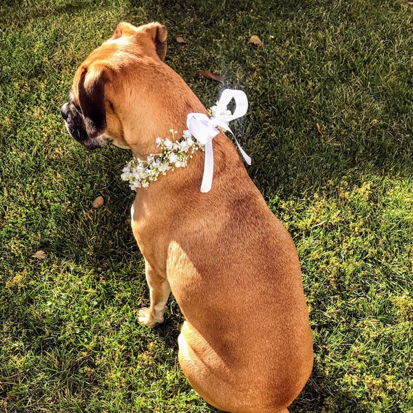 Dog Faux Baby's Breath Collar Accessory, weddings, birthdays, puppies, dogs, flower girl dog