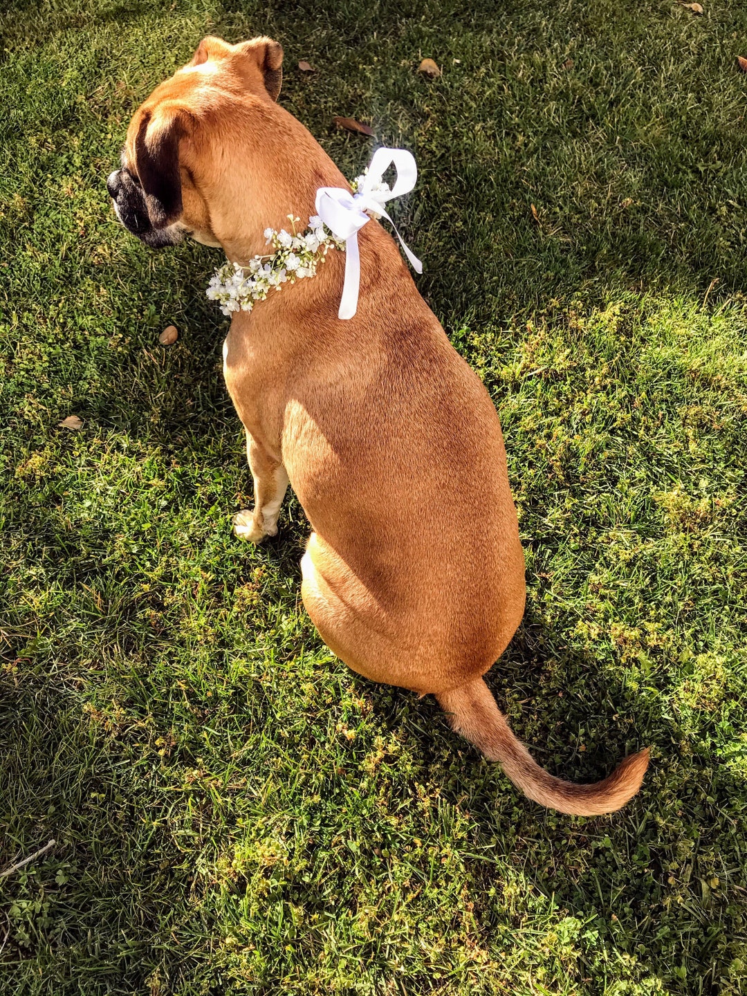 Dog wedding collar and leash discount