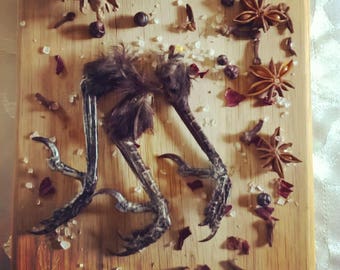 English Crow Bird Claw Foot Animal Taxidermy Carrion Curio, Totem.