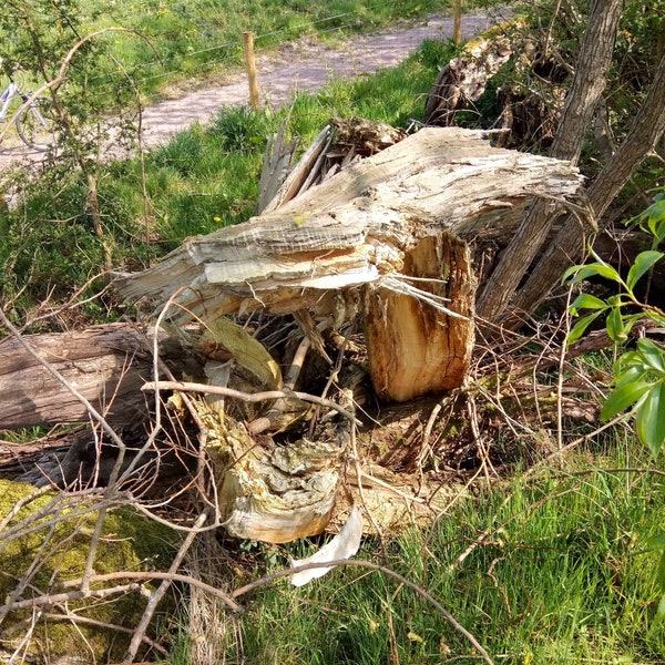 Lightning Struck Tree wood, felled Alder tree, mojo hand gris gris bag witchcraft hoodoo voodoo rootwork  pagan witch wicca altar tools