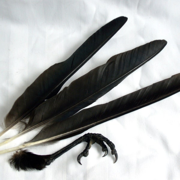 English Crow Quills Bird Wing Feathers & Claw Foot Taxidermy Carrion Curio, Curiosity, gift. Birthday Gift