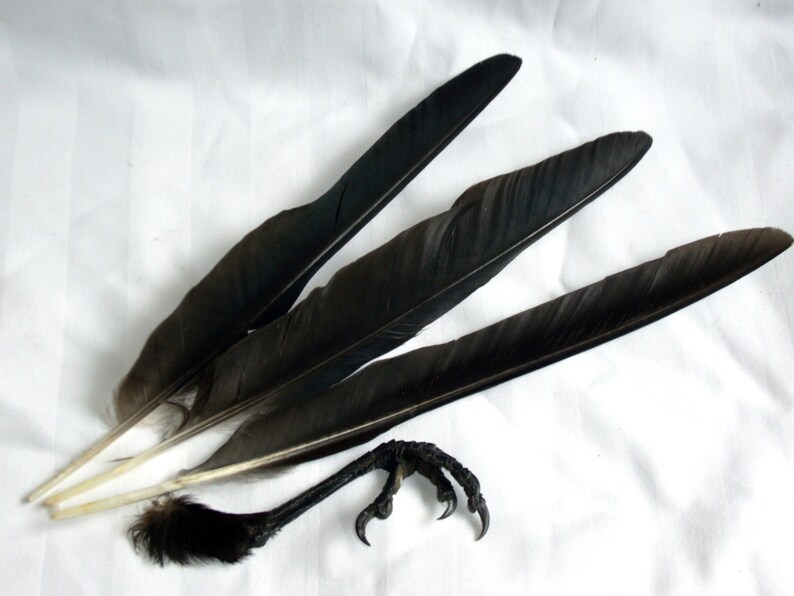Anglais Crow Quills Bird Wing Feathers & Claw Foot Taxidermy Etsy