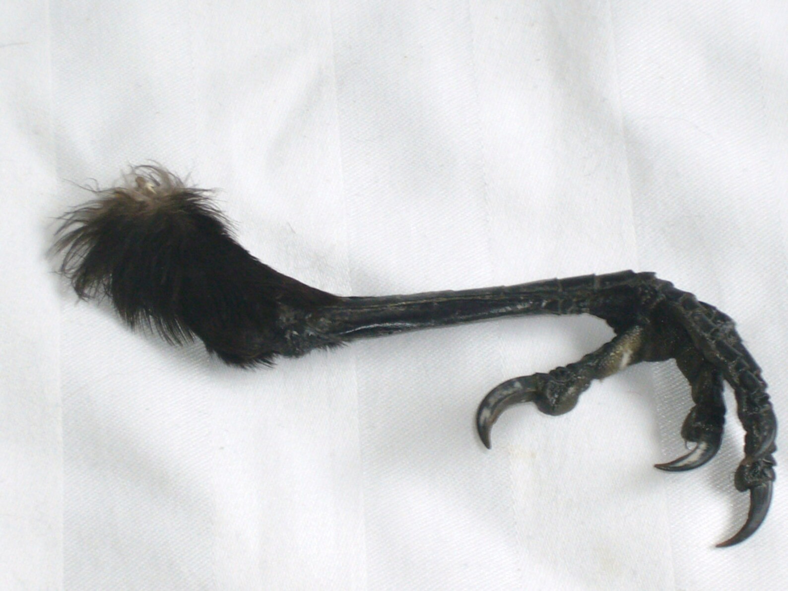 English Crow Quills Bird Wing Feathers & Claw Foot Taxidermy Etsy