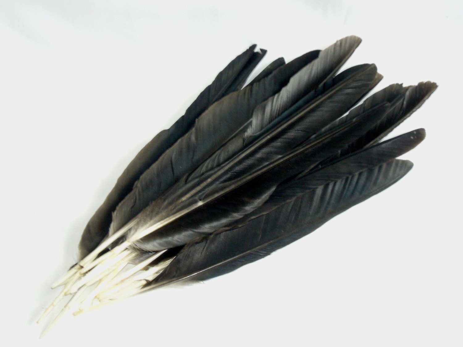 English Crow Quills Wing Quill Feathers Smudge Taxidermy Etsy