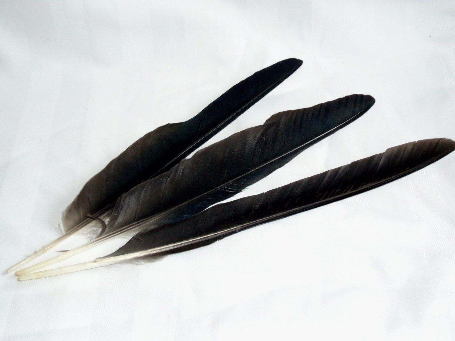 English Crow Quills Bird Wing Feathers & Claw Foot Taxidermy Etsy