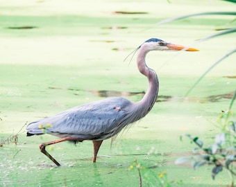 Heron Photography, Charleston South Carolina Art, Bird Wall Print
