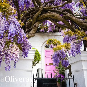 Wisteria Hysteria