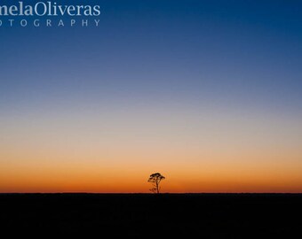 Hunting Island Sunset Photo: South Carolina Coastal Tree Print