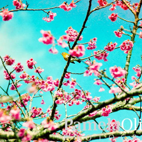 Okinawa photography, okinawa japan, Okinawa memories, cherry blossoms, sakura season japan, bird photography, 4x6, 5x7, wall art, metal