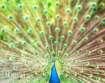 Protect your Peace, Peacock Photography