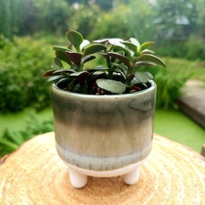 May include: A small jade plant in a green and white ceramic pot with three legs. The pot has a mottled glaze and a white rim.