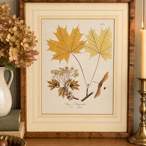 May include: A framed botanical print featuring two large yellow maple leaves, a cluster of small flowers, and a single winged seed. The text at the bottom reads Acer Platanoides. The print is housed in a dark, textured wooden frame with a cream mat.