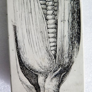 May include: A rectangular, off-white tile featuring a detailed black and white illustration of an ear of corn. The artwork depicts the corn's husk and kernels, showcasing a vintage botanical or scientific style.