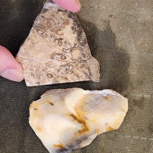 Lot of 2 Petrified Wood Slabs - Fossil Lapidary