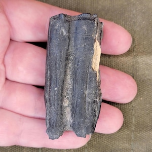 Fossilized Horse Tooth - Collection Specimen
