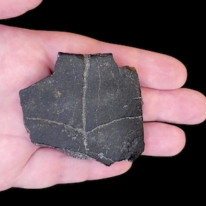 Fossil Turtle Shell Fragment for Natural History Collection, Stones for Jewelry Making, Rockhound Gifts
