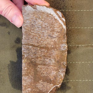 Faced Fossilized Gem Bone Rough