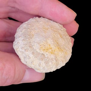 Unpolished Fossil Sea Urchin Specimen | Echinoid | Up To 450 Million Years Old | Genuine Fossilized Marine Animal | Geology Gifts