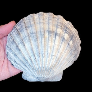 Chesapecten Jeffersonius | Fossilized Scallop Shell | Extinct Bivalve Mollusk | East Coast, USA | Miocene, Pliocene | Genuine Marine Fossil
