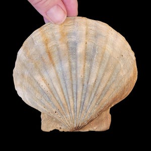 Chesapecten Jeffersonius Specimen | Extinct Scallop Shell | Prehistoric Marine Fossil | Science Class | Beachy, Coastal Decor | Geology Gift