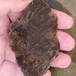 Dark Petrified Palm Root End Cut