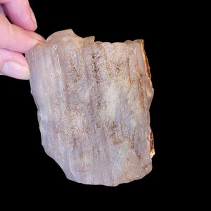 Paulina Limb Cast Rough Fossil