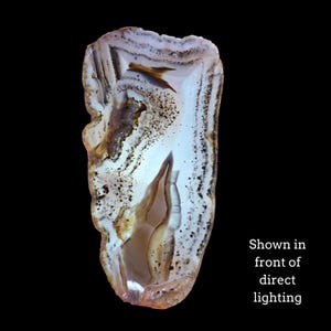 May include: A polished agate slice featuring translucent white and cream bands with dark brown, speckled inclusions and a central hollow cavity. The stone displays natural mineral patterns and is labeled with the text Shown in front of direct lighting.