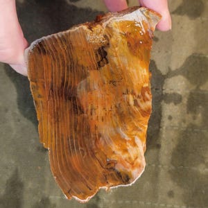 Large Petrified Wood End Cut
