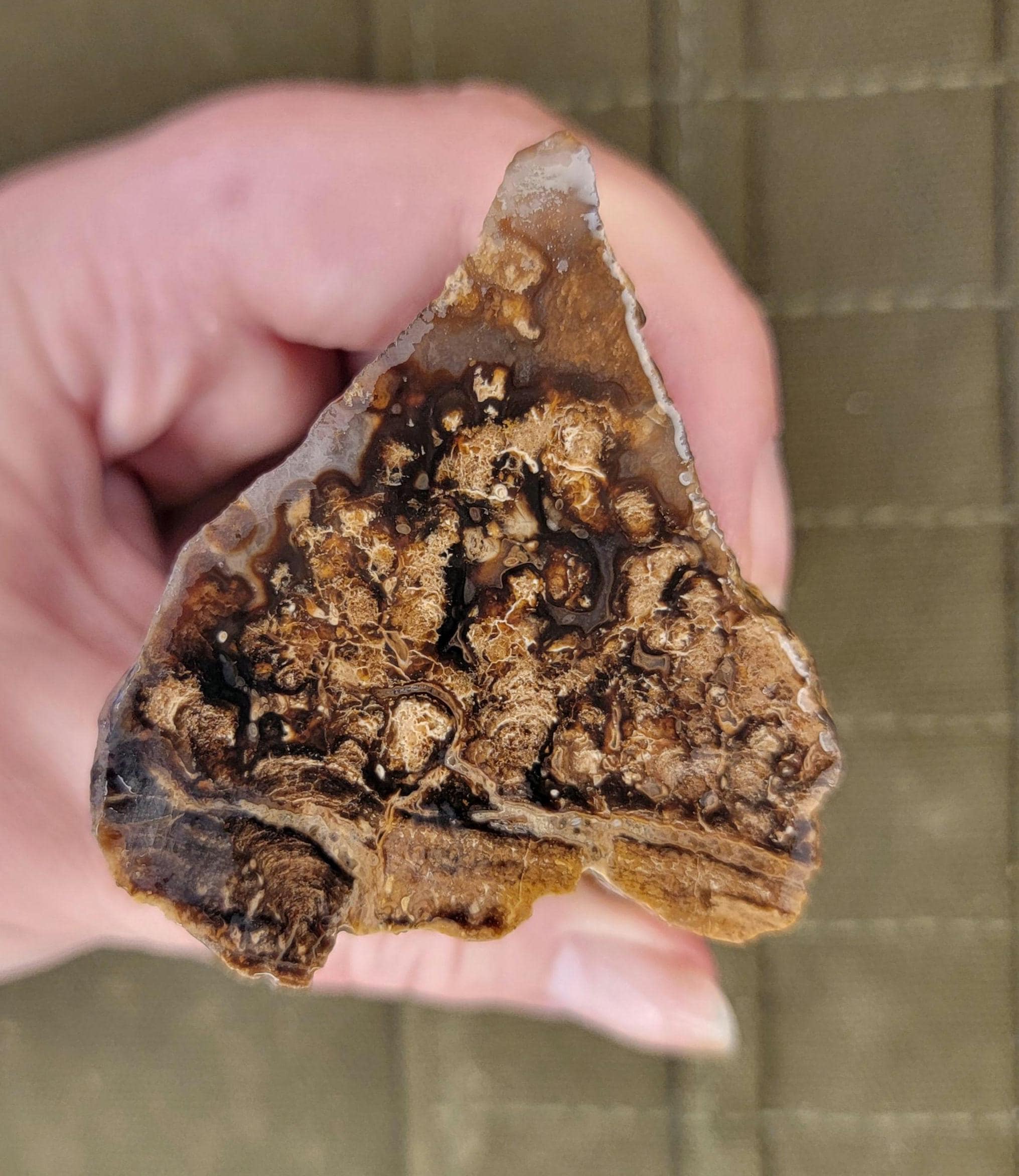 Fossil Stromatolite Rough Rock