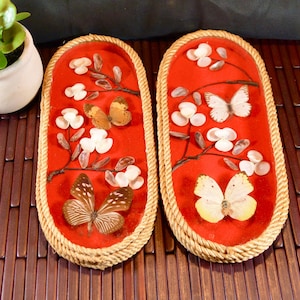 SALE*-Pr. Glass Dome Wall Pictures- Butterflies and Shells- Rope Edging