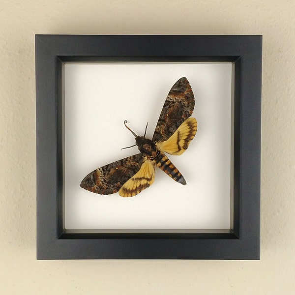 Death's Head Hawkmoth // Real Silence of the Lambs Moth in Shadowbox Display Frame; Preserved and Mounted Insect Taxidermy Specimen