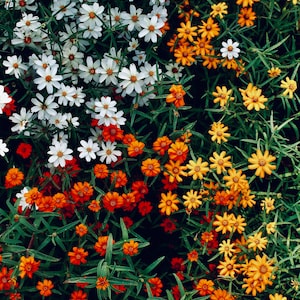 Flower Print, Macro photography, art print, garden, orange floral digital download, color print
