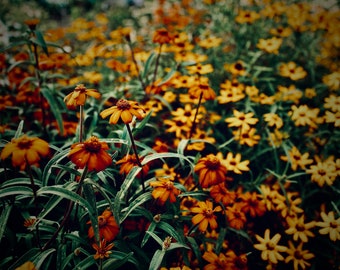 Flower Print, Macro photography, art print, orange floral digital download, color print