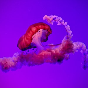 JellyFish, Print, photography art print, digital download photo, aquatic photography print, color print