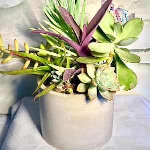 May include: A small, round, light gray concrete planter filled with a variety of succulents. The succulents display a range of colors, including green, purple, and yellow. The arrangement is set against a soft, textured background.